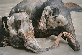 老,象,動物