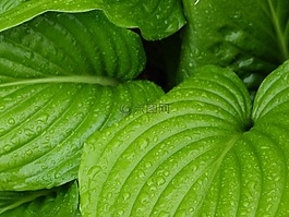 葉,雨,滴