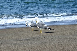動(dòng)物,海,波
