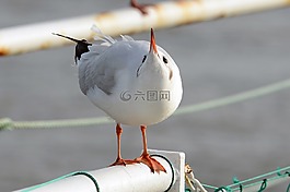 嘴鷗,海鷗,鳥類