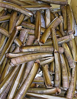 貽貝,海鮮,餐飲