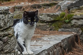 貓,黑,動物
