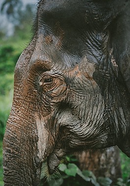 老,象,動物