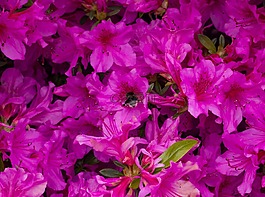 赫梅爾,紫,花