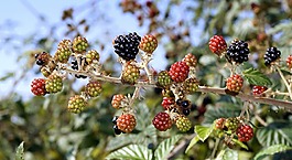 水果,性質(zhì),食品