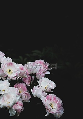 白,花,盛開