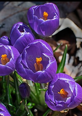 花,自然,花園