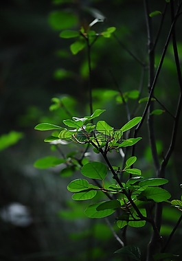 植物,綠色,葉子