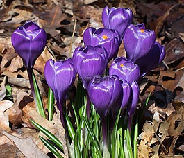 花,自然,花園