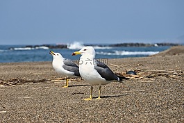 動物,海,海灘