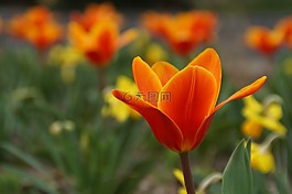 花,橙,紅色