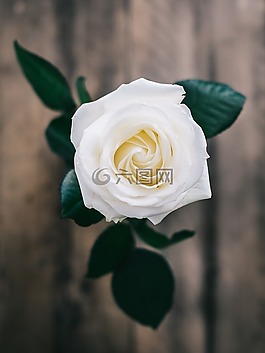 白,玫瑰,植物