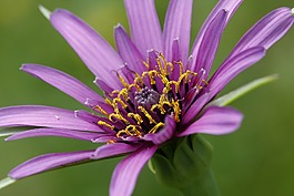 花,紫色,特寫(xiě)