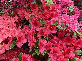 映山红花,春天,布什