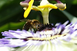 蜜蜂,polin,花