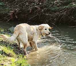 狗,金毛獵犬,寵物