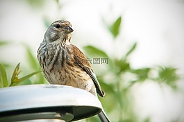 鳥,鳥類,鳴鳥