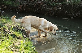 狗,金毛獵犬,寵物
