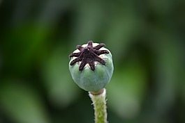 梅克倫堡,罌粟,野生