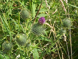 蓟,花,紫色