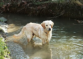 狗,金毛獵犬,寵物