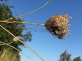 種子,秋,秋天