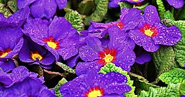 報(bào)春花,春天,春天的花朵
