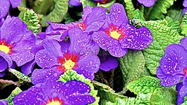 報(bào)春花,春天,春天的花朵