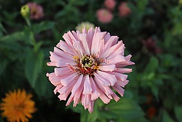 花,粉紅色,開花