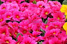 報(bào)春花,春天,春天的花朵