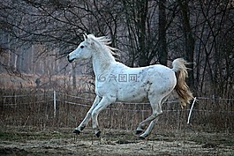 馬,純種阿拉伯,模具