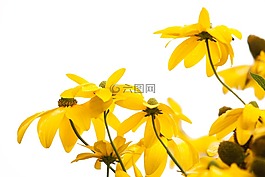 黃色 coneflower,黃色,太陽帽子