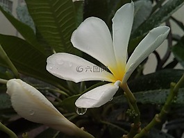 花,雞蛋花,fragrapanti