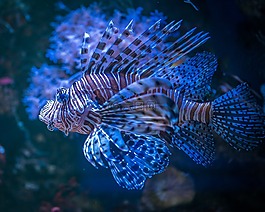 魚,水族館,動(dòng)物