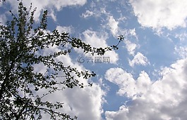 樹,天空,云