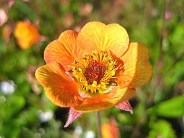 花園,春天,花