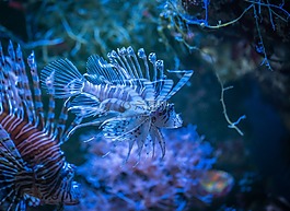魚,水族館,性質