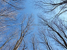 樹梢,三,藍色