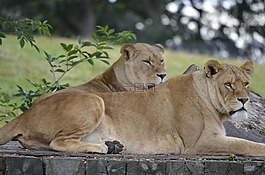 獅子,野生動物園,野生動物