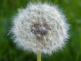 蒲公英,花,飞行屏幕