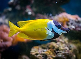 魚,水族館,動(dòng)物