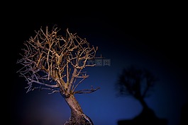 光色,光,bonzai