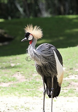 鳥,動物園,生物