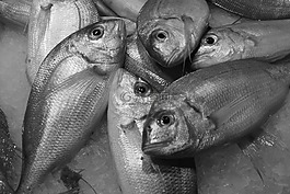 魚,海鮮,食品