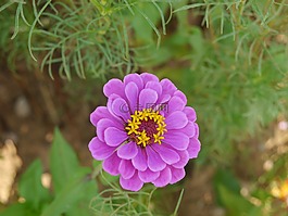 花,紫色,夏天