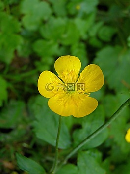 特寫,花的,植物