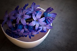 風(fēng)信子,花,紫