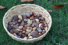 螺母,食品,健康