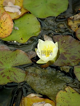 蓮花,水,自然