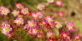 自然,花,植物區(qū)系